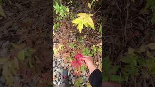 Fall Color Science Anthocyanins part 1 [upl. by Tilford]