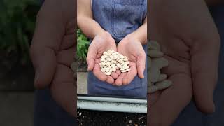 Grow Your Own Henderson Lima Beans  Bulk Seed For Gardening [upl. by Saleem]