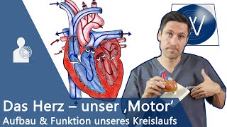 Unser Herz amp Blutkreislauf einfach erklärt Anatomie Funktion und Physiologie vom Lebensmotor [upl. by Einatirb]