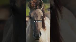 Tarpan The Wild Horse Adventure facts wildanimalfacts animalfacts animals wildlife [upl. by Ruenhs]