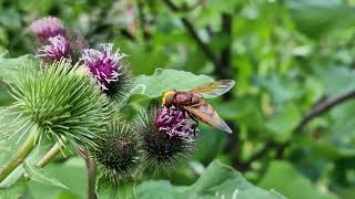 Volucella Zonaria Hoverfly [upl. by Debby]