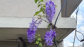 Top 10 Petrea Volubilis Blooming Tips  Sand Paper Vine [upl. by Isbella759]