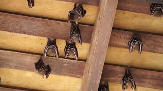 Lesser Short Nosed Fruit Bats returning to roost [upl. by Og]