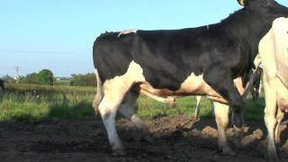 New Sweeper Holstein  Friesain Bull from Moscow [upl. by Einnod800]