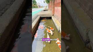 Koi Fish Thriving in Japan’s Clear Drains✨😮 koi japan fish drainage [upl. by Nikal]