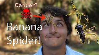 The Banana Spider Everything You Need To Know Golden Silk Spider Enocunter [upl. by Kittie]