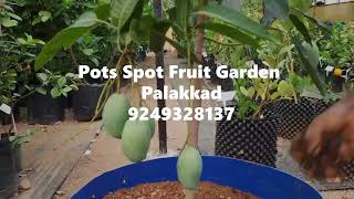 Repotting Plants റീപോട്ടിഗ് [upl. by Sidnee]