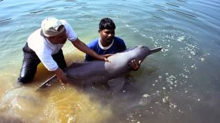 Ganges River Dolphin [upl. by Rialb]