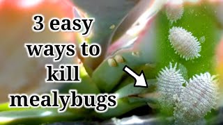 How to remove and kill mealybugs  3 easy ways you can do at home [upl. by Eldrida]