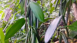 vanili planifolia lereng gunung kurang perhatian khusus [upl. by Analiese]