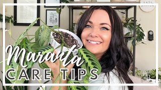 Caring For A Maranta Prayer Plant Is So Easy  Maranta Prayer Plant Care  Houseplant Care Tips [upl. by Vince]