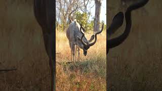 Kudu at Kruger National Park South Africa [upl. by Ryle]