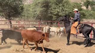 Corridas en el Rancho “el Pozo” cerca de Mascareña Sonora Mexico🌵 pura VIDA VAQUERA 🤠🐮 [upl. by Ebsen]