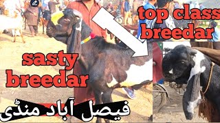 new video today faisalabad 03157331908top class breedar beetal breedar [upl. by Lemej432]