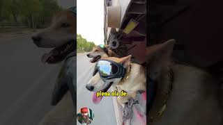 Criticado por llevar a sus perros en el trailer trucks trailers camioneros camiones camion [upl. by Quintina]