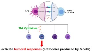 Cytokines and Chemokines [upl. by Stoddard]