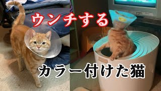 カラー付けた猫のウンチ [upl. by Enreval]