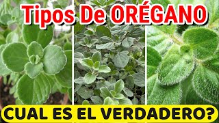 Cual ES El ORIGINAL🤔 5 Tipos O Variedades De ORÉGANO Más UTILIZADAS  Plantas De Orégano [upl. by Ettegdirb]