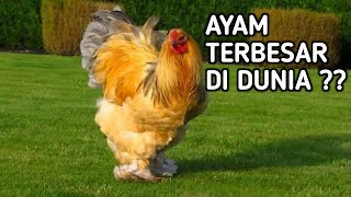 8 AYAM TERBESAR DIDUNIA  TELURNYA BANYAK [upl. by Wyly]