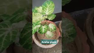 Aralia plant plantssubscribe gardengardeningnature plantshortstrendingytshortsviralvideo [upl. by Juanne208]