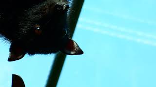 Batman Superzoom Riesen Flug Hund Zoo Monster [upl. by English]