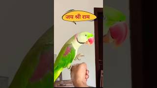 Parrot talking Jai shri Ram ❤️shorts parrot talkingparrot [upl. by Ohare990]