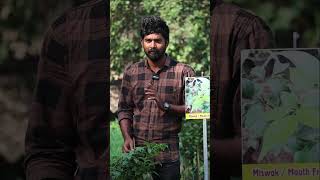 Miswak Plants  Mouth Freshener Plants  Miswak In Telugu  Kadiyam Abbai  Shorts  235 [upl. by Ytrebil925]