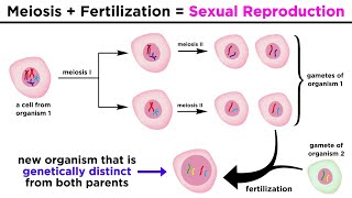 Meiosis Gametes and the Human Life Cycle [upl. by Lindbom]