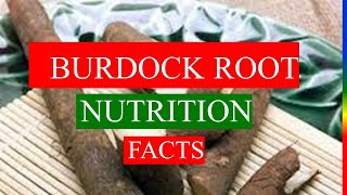 BURDOCK ROOT   HEALTH BENEFITS and NUTRIENTS FACTS [upl. by Abbe]