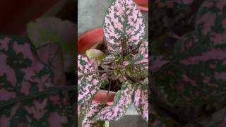 Polka dot plant with green and pink colour gardenplants nature polkadot green pink plants [upl. by Dabney778]