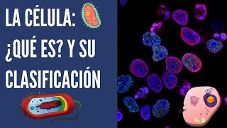 La célula clasificación por estructuratamañoreproducciónTIPOS DE CÉLULAS ¿Qué es una célula 2021 [upl. by Vachil]