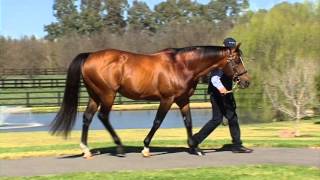 Mossman 2013 Vinery Stallion Parade [upl. by Tenaj]