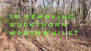 Is removing buckthorn worthwhile [upl. by Ainirtak]