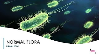 NORMAL FLORA  PART 2  MICROBIOLOGY [upl. by Tnerb]