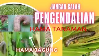 Pengendalian Hama utama yang Menyerang Tanaman Jagung [upl. by Bea71]