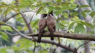 Story of the baby Red Whiskered Bulbul 紅耳鵯BB的故事 [upl. by Ilarrold800]