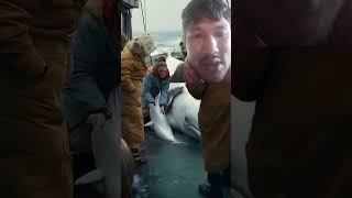 whale storiessailor dolphin heartwarmingstories shark ocean fishing video funny [upl. by Amimej933]