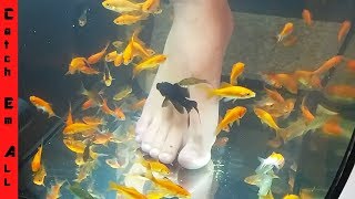 PET FISH FOOT SPA Fish Pedicure DIY [upl. by Demetra180]