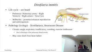 Onchocerciasis and Dirofilaria immitis [upl. by Jeni]