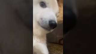 Polar bear Ursus maritimus tyrannus Arctic Polar bear baby polar bear [upl. by Eissoj]