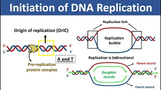 Initiation of DNA Replication  What is Origin of Replication  What is Replication Fork [upl. by Nyluqcaj]