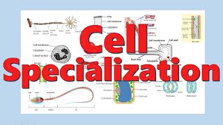 Cells Specialization in Plants and Animals  Cells [upl. by Ihpen]