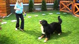 Berni pásztor gyakorlatok 3 Bernese Mountain Dog Practice Part 3 [upl. by Aissat493]