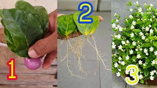 How to grow White jasmine leaves and propagate jasmine plant from cut🌼 [upl. by Hardden]