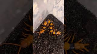 Introducing waghoba My scolopendra hardwickei [upl. by Immaj]