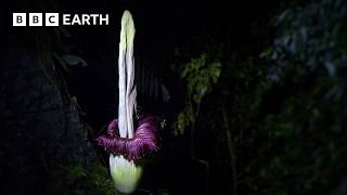 The Strangest Flower on Earth  The Making of Asia  BBC Earth [upl. by Nataline]