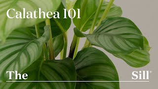 How to take care of a Calathea [upl. by Omari10]