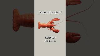 Can you name these seafood learnenglish dailyenglish english vocabulary seafood learn [upl. by Burt]