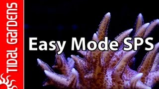 The quotEasy Modequot SPS Aquarium [upl. by Charbonnier425]