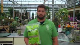 Eco Lawn™ Grass Seed  Sheridan Nurseries Video [upl. by Hedda]